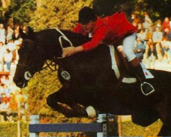 stallion Fougueux AA (Anglo-Arabs, 1971, from Dionysos II AA)
