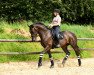 dressage horse Sonnent"nzerin Sissi (Oldenburg, 2014, from San Muscadet)