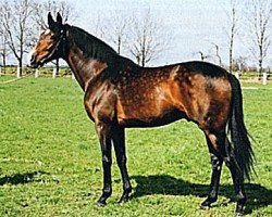 stallion Peking Opera xx (Thoroughbred, 1988, from Sadler's Wells xx)