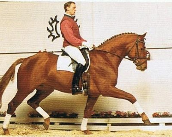 stallion Soulman (Trakehner, 1989, from Caprimond)