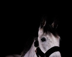 horse Quite Easy White (German Warmblood, 2016, from Quite Easy I)