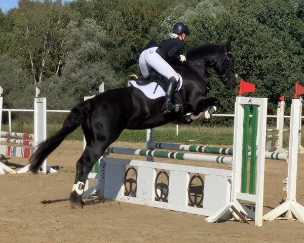 dressage horse Dora 218 (unknown, 2005)