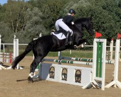 dressage horse Dora 218 (unknown, 2005)