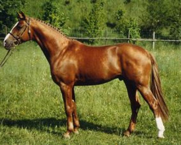stallion Donaufeuer (Trakehner, 1988, from Shannon)