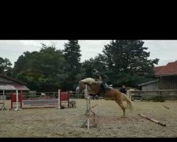 Springpferd Novaro (Haflinger, 2011, von Nordtirol)