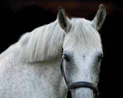 dressage horse Gandalf Graurock (unknown, 2006)