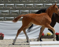 Pferd Viabella H (Deutsches Sportpferd, 2021, von Viscount 22)