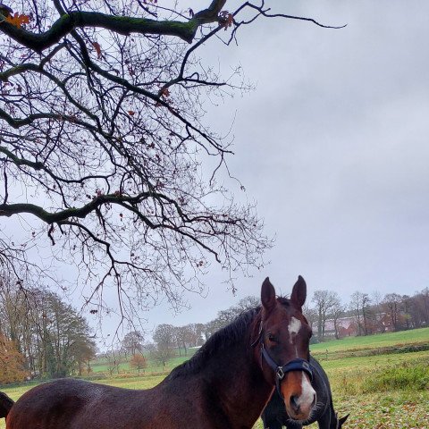 broodmare C.Ulisina (KWPN (Royal Dutch Sporthorse), 2007, from Tolan R)