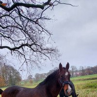 Zuchtstute C.Ulisina (KWPN (Niederländisches Warmblut), 2007, von Tolan R)