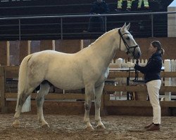 dressage horse Maestoso 35 (Lipizzaner, 2011, from Maestoso Bellamira 464)