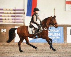 stallion Naseweis Eh (German Riding Pony, 2013, from Nemax)