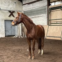 Pferd Floris Fürst (Hannoveraner, 2017, von Floris Prince)