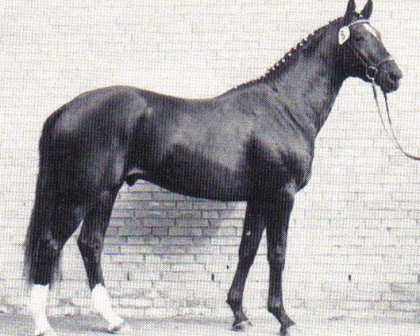 stallion Saint Cloud (Trakehner, 1988, from Neuquen xx)