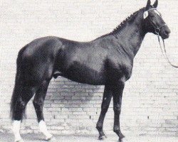 Deckhengst Saint Cloud (Trakehner, 1988, von Neuquen xx)