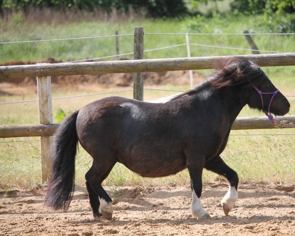 Zuchtstute Eline van de Molen (Shetland Pony, 2011, von Viggo v. stal Munnikenland)