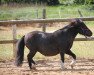 Zuchtstute Eline van de Molen (Shetland Pony, 2011, von Viggo v. stal Munnikenland)