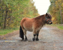 horse Günter von der Talmühle (Shetland pony (under 87 cm), 2012, from Gustav B)