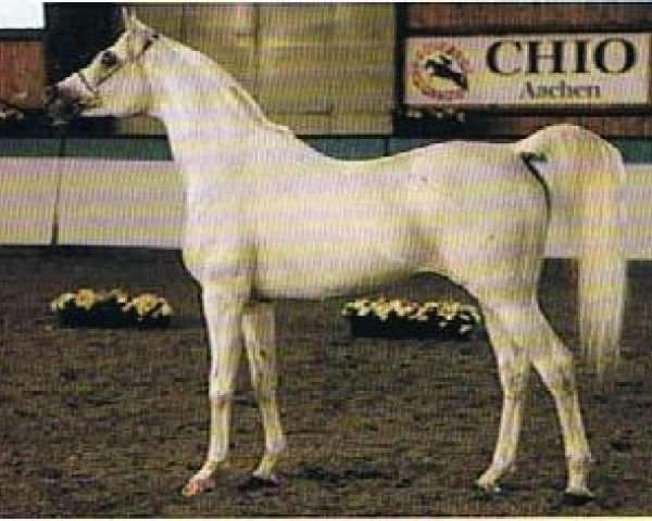 stallion Normativ ox (Arabian thoroughbred, 1987, from Mascat 1976 ox)