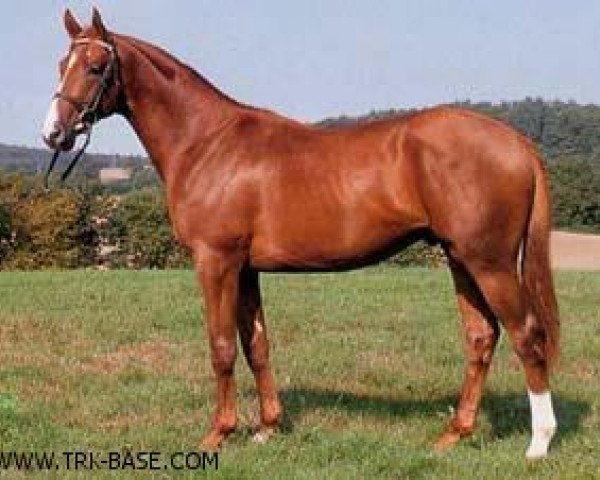 stallion Herzruf (Trakehner, 1987, from Königspark xx)