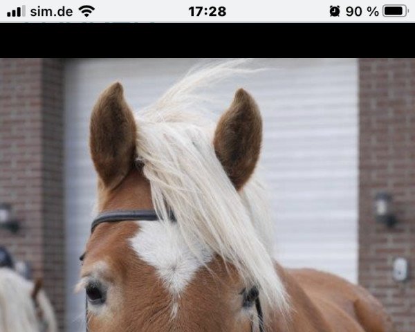 broodmare Lottes Lara (Haflinger, 2009, from Barolo)