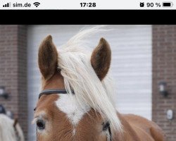 Zuchtstute Lottes Lara (Haflinger, 2009, von Barolo)