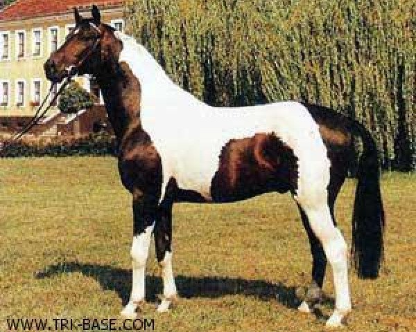 stallion Indian Boy (Trakehner, 1987, from Nil)