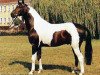 stallion Indian Boy (Trakehner, 1987, from Nil)