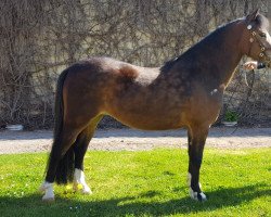 broodmare Birkenstein's Summer (Welsh mountain pony (SEK.A), 2013, from Mulligen's Derrick)