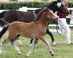 horse Birkenstein's Ofus (Welsh mountain pony (SEK.A), 2016, from Springfire's Orophino)