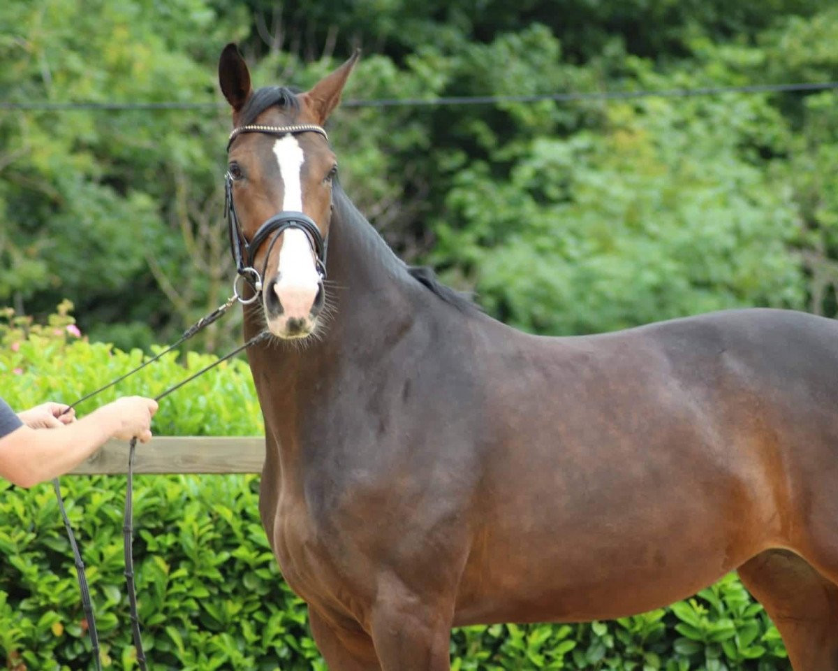 broodmare Evi (Westphalian, 2015, from Estobar NRW)