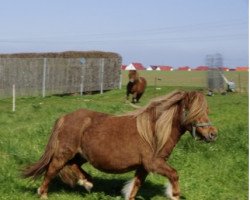 broodmare Nancy (Shetland Pony, 2006, from Mr. Roger v. Uilenbroek)