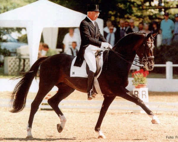 stallion Biotop (Russian Trakehner, 1985, from Blesk)