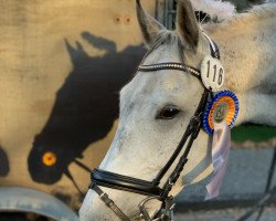 jumper Nokaut 2 (Polish Warmblood, 2012, from Jurand)