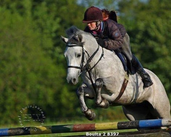 dressage horse Bricky Echo (Connemara Pony,  , from Ashfield Echo I Love You)