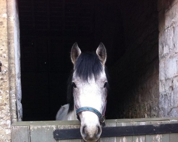 dressage horse Masshill Echo (Connemara Pony, 2010, from Ashfield Echo I Love You)