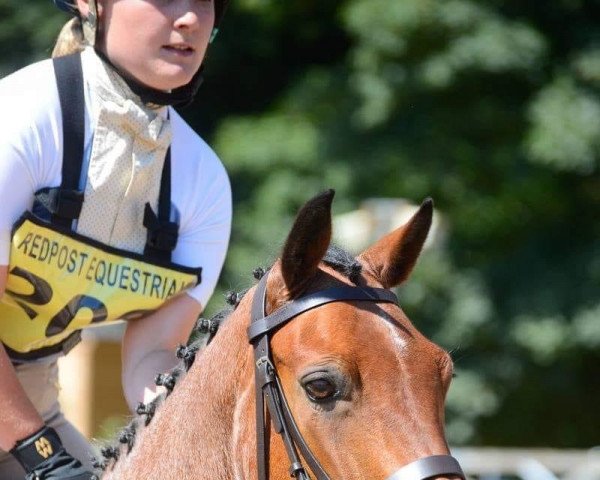 dressage horse Bohola Rose (Connemara Pony, 2010, from Ashfield Echo I Love You)