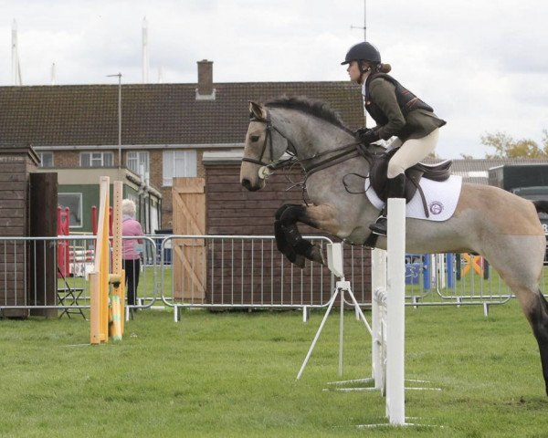 dressage horse CHESTNUT HILL MOET (Connemara Pony, 2010, from Ashfield Echo I Love You)