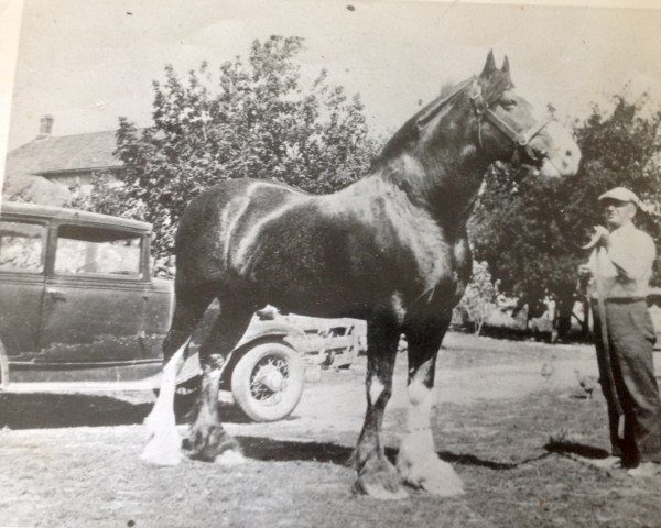 stallion Coming Craze 20276 (Clydesdale, 1919, from Dunure Footprint 15203)