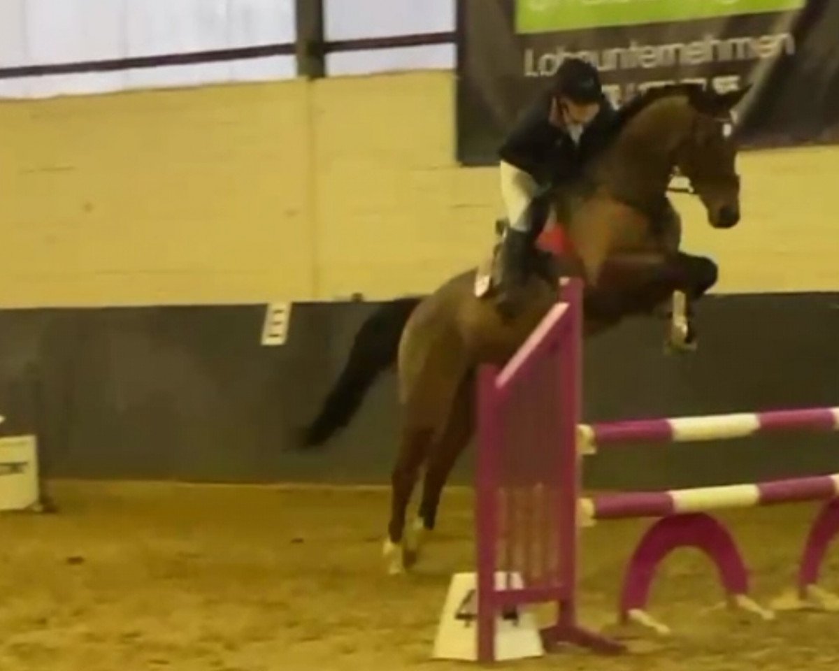 Pferd Floranges B (KWPN (Niederländisches Warmblut), 2010, von Zento)