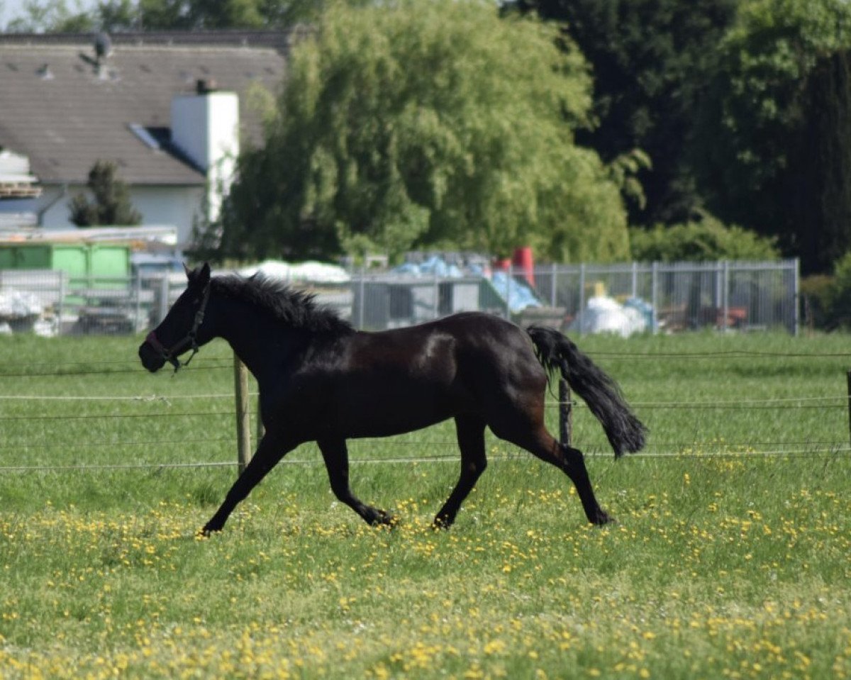 broodmare Rapunzel (New Forest Pony, 2007, from Kantje's Ronaldo)