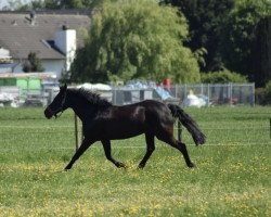 Zuchtstute Rapunzel (New-Forest-Pony, 2007, von Kantje's Ronaldo)