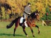 stallion Sir Chamberlain (Trakehner, 1990, from Sir Shostakovich xx)