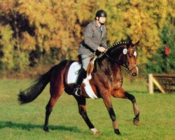 stallion Sir Chamberlain (Trakehner, 1990, from Sir Shostakovich xx)