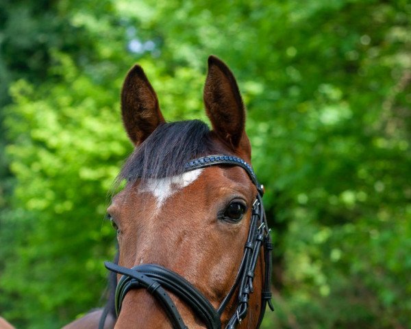 dressage horse Debussy J. (German Riding Pony, 2010, from FS Daddy Cool)