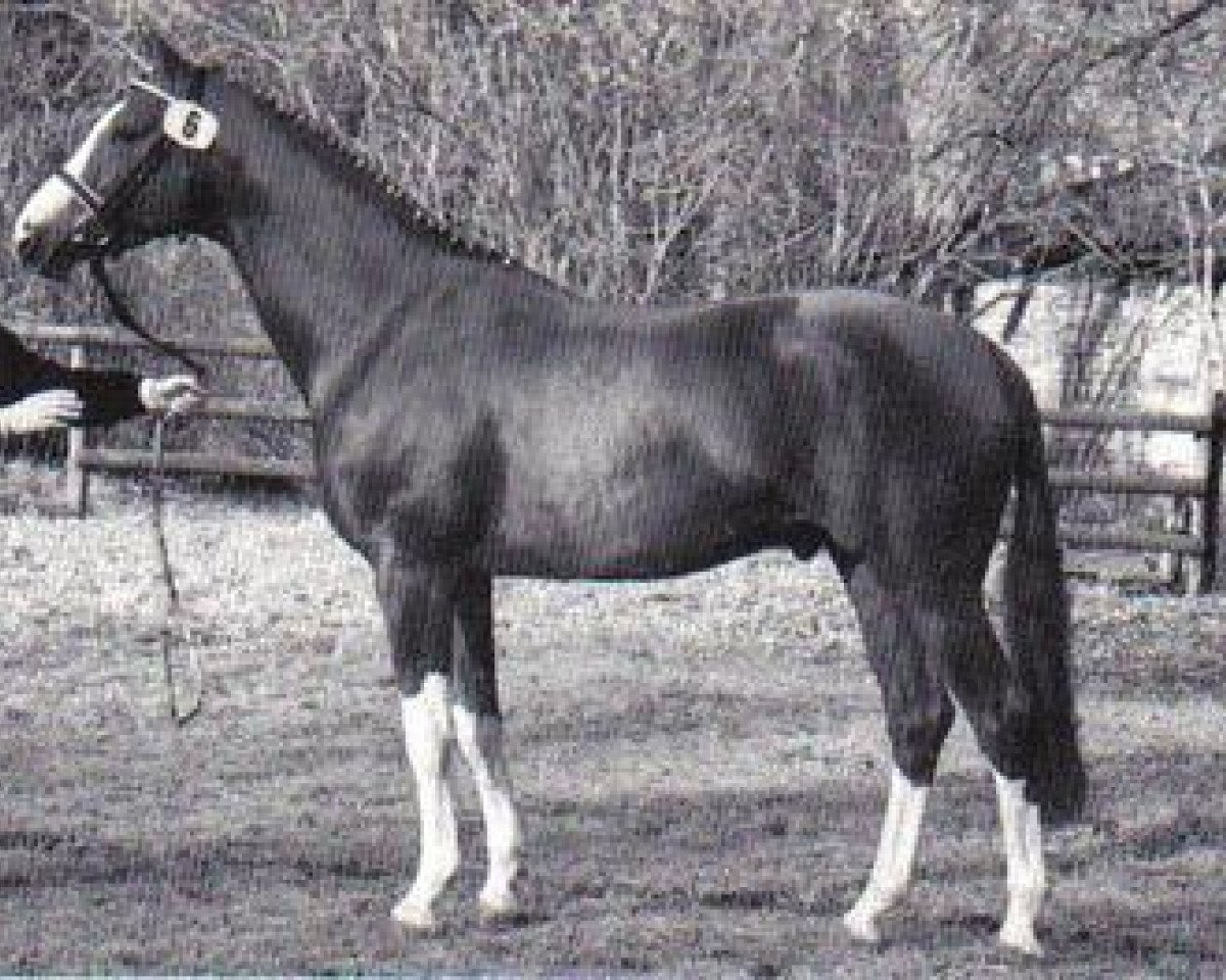 Deckhengst Sedar (Trakehner, 1989, von Zauberklang)