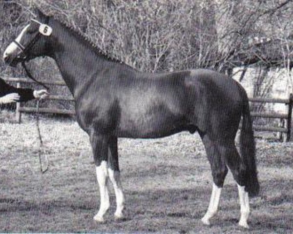 stallion Sedar (Trakehner, 1989, from Zauberklang)