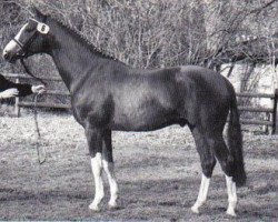 Deckhengst Sedar (Trakehner, 1989, von Zauberklang)