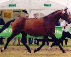 broodmare Indiana III (Trakehner, 1988, from Consul)