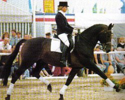 stallion Ravel (Trakehner, 1981, from Mahagoni)