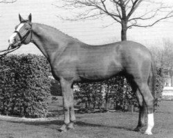 dressage horse Inselmond (Trakehner, 1989, from Caprimond)